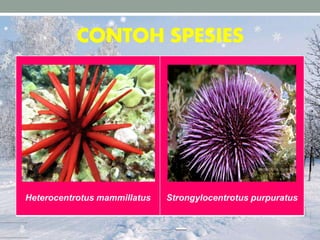 CONTOH SPESIES
Heterocentrotus mammillatus Strongylocentrotus purpuratus
 