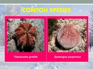 CONTOH SPESIES
Tripneustes gratilla Spatangus purpureus
 