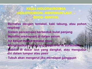 KELAS HOLOTHUROIDEA
(HOLOTHURION=MENTIMUN LAUT, +
EIDOS=BENTUK)
Bernafas dengan tentakel, kaki tabung, atau pohon
respirasi
Sistem pencernaan berbentuk bulat panjang
Memiliki madreporit di dalam selom
Air keluar masuk melalui anus
Menghasilkan larva yang disebut larva aurikularia
Habitat di dasar laut yang dangkal, atau mengubur
diri dalam lumpur atau pasir
Tubuh akan mengerut jika mendapat gangguan
 
