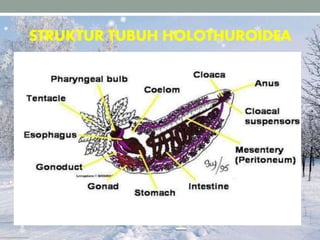 STRUKTUR TUBUH HOLOTHUROIDEA
 
