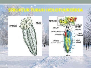 STRUKTUR TUBUH HOLOTHUROIDEA
 
