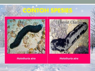 CONTOH SPESIES
Holothuria atra Holothuria atra
 