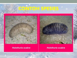 CONTOH SPESIES
Holothuria scabra Holothuria scabra
 