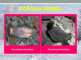 CONTOH SPESIES
Cucumaria frondosa Cucumaria frondosa
 