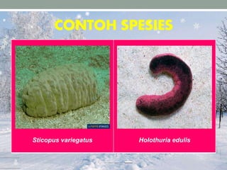 CONTOH SPESIES
Sticopus variegatus Holothuria edulis
 
