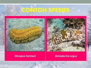 CONTOH SPESIES
Sticopus hermani Bohadschia argus
 
