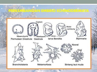 PERKEMBANGAN EMBRIO ECHINODERMATA
 