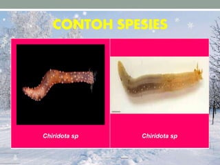 CONTOH SPESIES
Chiridota sp Chiridota sp
 