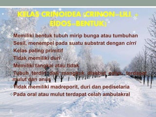 KELAS CRINOIDEA (CRINON=LILI, +
EIDOS=BENTUK)
Memiliki bentuk tubuh mirip bunga atau tumbuhan
Sesil, menempel pada suatu substrat dengan cirri
Kelas paling primitif
Tidak memiliki duri
Memiliki tangkai atau tidak
Tubuh terdiri dari mangkuk disebut calyx, terdapat
mulut dan anus
Tidak memiliki madreporit, duri dan pediselaria
Pada oral atau mulut terdapat celah ambulakral
 