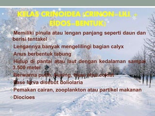 KELAS CRINOIDEA (CRINON=LILI, +
EIDOS=BENTUK)
Memiliki pinula atau lengan panjang seperti daun dan
berisi tentakel
Lengannya banyak mengelilingi bagian calyx
Anus berbentuk tabung
Hidup di pantai atau laut dengan kedalaman sampai
3.500 meter
Berwarna putih, kuning, hijau atau coklat
Fase larva disebut doliolaria
Pemakan cairan, zooplankton atau partikel makanan
Diocioes
 