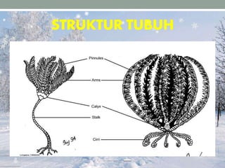 STRUKTUR TUBUH
 