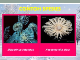 CONTOH SPESIES
Metacrinus rotundus Neocomatella alata
 