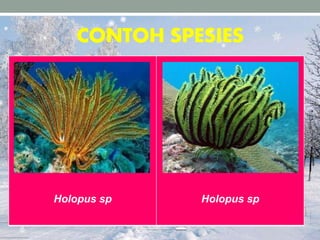 CONTOH SPESIES
Holopus sp Holopus sp
 