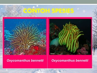 CONTOH SPESIES
Oxycomanthus bennetti Oxycomanthus bennetti
 