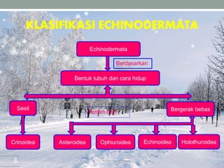 KLASIFIKASI ECHINODERMATA
Echinodermata
Bentuk tubuh dan cara hidup
Sesil Bergerak bebas
Crinoidea Asteroidea Ophiuroidea Echinoidea Holothuroidea
Berdasarkan
Terdiri dari
 