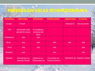 PERBEDAAN KELAS ECHINODERMATA
Perbedaan Asteroidea Echinoidea Holothuroidea Ophiuroidea Crinoidea
Lengan 5 buah - - kelipatan 5 berupa pinula
Duri permukaan kulit,
pendek & tumpul
di cangkang,
panjang dan
tajam
- - -
Pediselaria ada ada - - -
Mulut ada ada ada ada ada
Anus ada ada ada - ada
Tentakel ada - ada - ada
Spesies Astropecten sp,
Asterias forbesi
Diadema sp,
Tripneustes sp
Cucumaria sp,
Thyone briareus
Ophiothrix sp Antedon tenella
 