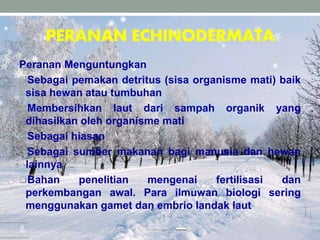 PERANAN ECHINODERMATA
Peranan Menguntungkan
Sebagai pemakan detritus (sisa organisme mati) baik
sisa hewan atau tumbuhan
Membersihkan laut dari sampah organik yang
dihasilkan oleh organisme mati
Sebagai hiasan
Sebagai sumber makanan bagi manusia dan hewan
lainnya
Bahan penelitian mengenai fertilisasi dan
perkembangan awal. Para ilmuwan biologi sering
menggunakan gamet dan embrio landak laut
 