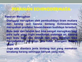 PERANAN ECHINODERMATA
Peranan Merugikan
• Dianggap merugikan oleh pembudidaya tiram mutiara
dan kerang laut karena bintang Echinodermata
merupakan predator hewan-hewan budidaya tersebut.
• Bulu babi dan landak laut bisa sangat merugikan bagi
para turis yang ingin menikmati olahraga air, karena
duri bulu babi dan landak laut yang beracun bisa
menyebabkan kematian jika tidak ditangani secara
cepat
• Juga ada diantara jenis bintang laut yang memakan
binatang karang sehingga banyak yang mati.
 