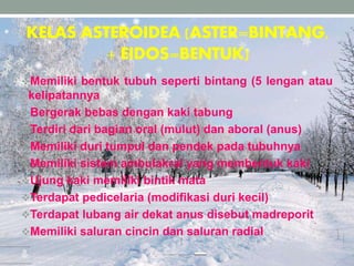 KELAS ASTEROIDEA (ASTER=BINTANG,
+ EIDOS=BENTUK)
Memiliki bentuk tubuh seperti bintang (5 lengan atau
kelipatannya
Bergerak bebas dengan kaki tabung
Terdiri dari bagian oral (mulut) dan aboral (anus)
Memiliki duri tumpul dan pendek pada tubuhnya
Memiliki sistem ambulakral yang membentuk kaki
Ujung kaki memiliki bintik mata
Terdapat pedicelaria (modifikasi duri kecil)
Terdapat lubang air dekat anus disebut madreporit
Memiliki saluran cincin dan saluran radial
 