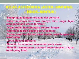 KELAS ASTEROIDEA (ASTER=BINTANG,
+ EIDOS=BENTUK)
Setiap ujung lengan terdapat alat sensoris
Pada umumnya berwarna oranye, biru, ungu, hijau
atau gabungan warna tersebut
Organ tubuh bercabang ke seluruh lengan
Habitat di daerah pasang surut (pantai)
Sistem saraf terdiri dari saraf cincin, saraf lengan dan
saraf radial
Larva disebut bipinaria
Memiliki kemampuan regenerasi yang cepat
Memiliki kemampuan autotomi (memutuskan bagian
tubuh yang luka)
 
