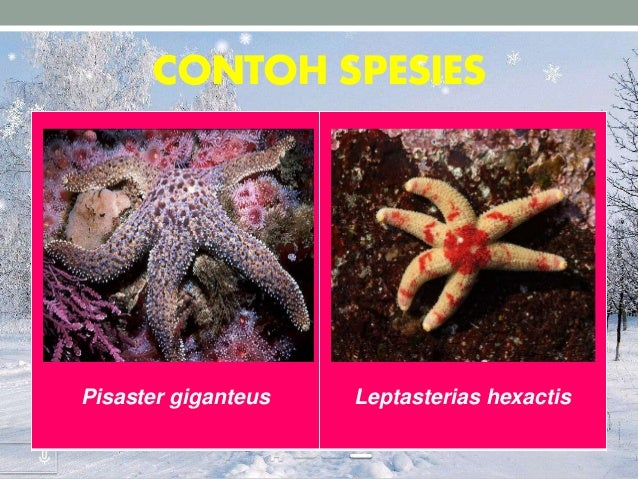 Filum Echinodermata