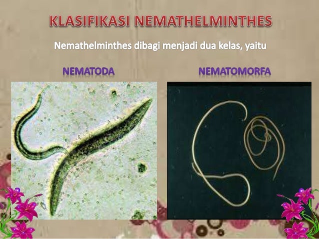 Filum Nemathelminthes Cacing Gilig Filum Nemathelminthes Cacing Gilig