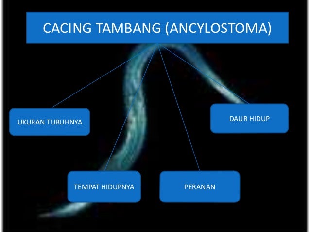 Filum Nemathelminthes
