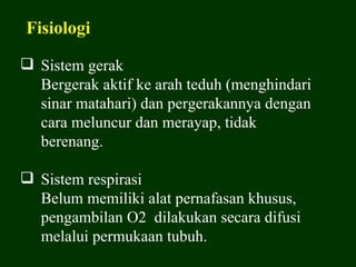 Fisiologi

 Sistem gerak
  Bergerak aktif ke arah teduh (menghindari
  sinar matahari) dan pergerakannya dengan
  cara meluncur dan merayap, tidak
  berenang.

 Sistem respirasi
  Belum memiliki alat pernafasan khusus,
  pengambilan O2 dilakukan secara difusi
  melalui permukaan tubuh.
 