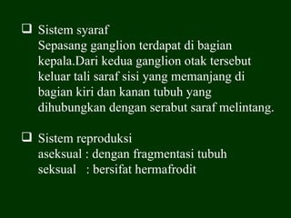  Sistem syaraf
  Sepasang ganglion terdapat di bagian
  kepala.Dari kedua ganglion otak tersebut
  keluar tali saraf sisi yang memanjang di
  bagian kiri dan kanan tubuh yang
  dihubungkan dengan serabut saraf melintang.

 Sistem reproduksi
  aseksual : dengan fragmentasi tubuh
  seksual : bersifat hermafrodit
 