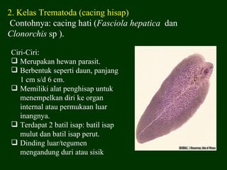 2. Kelas Trematoda (cacing hisap)
 Contohnya: cacing hati (Fasciola hepatica dan
Clonorchis sp ).

Ciri-Ciri:
 Merupakan hewan parasit.
 Berbentuk seperti daun, panjang
   1 cm s/d 6 cm.
 Memiliki alat penghisap untuk
   menempelkan diri ke organ
   internal atau permukaan luar
   inangnya.
 Terdapat 2 batil isap: batil isap
   mulut dan batil isap perut.
 Dinding luar/tegumen
   mengandung duri atau sisik
 