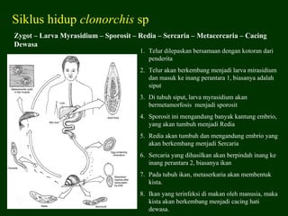 Siklus hidup clonorchis sp
Zygot – Larva Myrasidium – Sporosit – Redia – Sercaria – Metacercaria – Cacing
Dewasa
                                      1. Telur dilepaskan bersamaan dengan kotoran dari
                                         penderita
                                      2. Telur akan berkembang menjadi larva mirasidium
                                         dan masuk ke inang perantara 1, biasanya adalah
                                         siput
                                      3. Di tubuh siput, larva myrasidium akan
                                         bermetamorfosis menjadi sporosit
                                      4. Sporosit ini mengandung banyak kantung embrio,
                                         yang akan tumbuh menjadi Redia
                                      5. Redia akan tumbuh dan mengandung embrio yang
                                         akan berkembang menjadi Sercaria
                                      6. Sercaria yang dihasilkan akan berpindah inang ke
                                         inang perantara 2, biasanya ikan
                                      7. Pada tubuh ikan, metaserkaria akan membentuk
                                         kista.
                                      8. Ikan yang terinfeksi di makan oleh manusia, maka
                                         kista akan berkembang menjadi cacing hati
                                         dewasa.
 