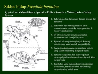 Siklus hidup Fasciola hepatica
Zygot – Larva Myrasidium – Sporosit – Redia – Sercaria – Metacercaria – Cacing
Dewasa
                                         1. Telur dilepaskan bersamaan dengan kotoran dari
                                            penderita
                                         2. Telur akan berkembang menjadi larva
                                            mirasidium dan masuk ke inang perantara 1,
                                            biasanya adalah siput
                                         3. Di tubuh siput, larva myrasidium akan
                                            bermetamorfosis menjadi sporosit
                                         4. Sporosit ini mengandung banyak kantung
                                            embrio, yang akan tumbuh menjadi Redia
                                         5. Redia akan tumbuh dan mengandung embrio
                                            yang akan berkembang menjadi Sercaria
                                         6. Sercaria yang dihasilkan akan berpindah
                                            menempel pada tumbuhan air membentuk kista
                                            metasercaria
                                         7. Tumbuhan yang mengandung kista di makan
                                            oleh domba, maka kista akan berkembang
                                            menjadi cacing hati dewasa.
 