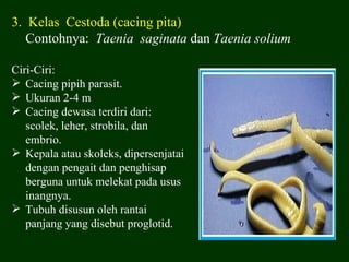 3. Kelas Cestoda (cacing pita)
   Contohnya: Taenia saginata dan Taenia solium

Ciri-Ciri:
 Cacing pipih parasit.
 Ukuran 2-4 m
 Cacing dewasa terdiri dari:
   scolek, leher, strobila, dan
   embrio.
 Kepala atau skoleks, dipersenjatai
   dengan pengait dan penghisap
   berguna untuk melekat pada usus
   inangnya.
 Tubuh disusun oleh rantai
   panjang yang disebut proglotid.
 