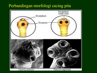 Perbandingan morfologi cacing pita
 