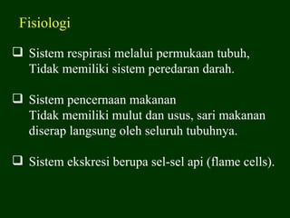 Fisiologi

 Sistem respirasi melalui permukaan tubuh,
  Tidak memiliki sistem peredaran darah.

 Sistem pencernaan makanan
  Tidak memiliki mulut dan usus, sari makanan
  diserap langsung oleh seluruh tubuhnya.

 Sistem ekskresi berupa sel-sel api (flame cells).
 