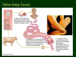 Siklus hidup Taenia



a Larva, yang     b Manusia yang memakan
dilengkapi        daging yang terinfeksi, akan
dengan scolex     menyebabkan kista berkembang
akan              menjadi cacing pita dewasa
berkembang
menjadi kista
pada jaringan
tubuh inang,
misal pada otot




                                                                            c Cacing pita dewasa
                                    d Di dalam telur yang telah dibuahi,
                                                                            terdiri dari scolex dan
                                    embrio berkembang menjadi larva. Sapi
                                                                            proglotid.Proglotid pada
                                    mungkin akan memakan telur bersama
                                                                            bagian ujung
                                    rumput dan akan menjadi inang
                                                                            mengandung telur yang
                                    sementara bagi cacing pita
                                                                            telah dibuahi yang siap
                                                                            dikeluarkan bersama
                                                                            feses untuk menginfeksi
                                                                            kembali
 