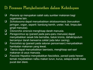 D. Peranan Platyhelminthes dalam Kehidupan
   Planaria sp merupakan salah satu sumber makanan bagi
    organisme lain.
   Schistosoma dapat menyebabkan skistosomiasis (kerusakan
    jaringan, organ, seperti: kandung kemih, ureter, hati, limpa,dan
    ginjal manusia).
   Clonorchis sinensis menghisap darah manusia.
   Paragonimus sp (parasit pada paru-paru manusia) dapat
    menyebabkan sesak bila bernafas, batuk kronis, dahak/sputum
    bercampur darah berwarna coklat (ada telur cacing).
   Fasciolisis sp (parasit pada saluran pencernaan) menyebabkan
    hambatan makanan yang lewat.
   Taenia dapat menyebabkan taeniasis, menghisap sari-sari
    makanan di usus manusia.
   Fasciola Hepatica menyebabkan fasciolisis, parasit pada hewan
    ternak meyebabkan nafsu makan turun, kurus, selaput lendir mata
    pucat dan diare.
 