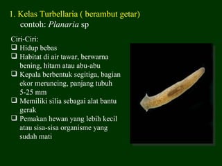 1. Kelas Turbellaria ( berambut getar)
   contoh: Planaria sp
Ciri-Ciri:
 Hidup bebas
 Habitat di air tawar, berwarna
   bening, hitam atau abu-abu
 Kepala berbentuk segitiga, bagian
   ekor meruncing, panjang tubuh
   5-25 mm
 Memiliki silia sebagai alat bantu
   gerak
 Pemakan hewan yang lebih kecil
   atau sisa-sisa organisme yang
   sudah mati
 