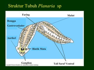 Struktur Tubuh Planaria sp
            Faring                              Mulut

Rongga
Gastrovaskuler



Aurikel



                      Bintik Mata




           Ganglion                 Tali Saraf Ventral
 