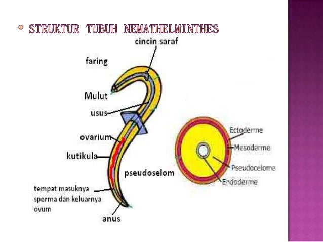  Filum  platyhelminthes  nemathelminthes anellida 