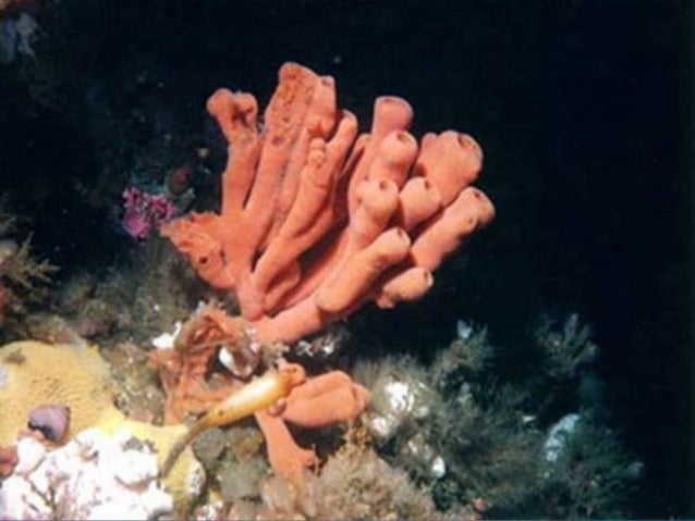 Filum porifera