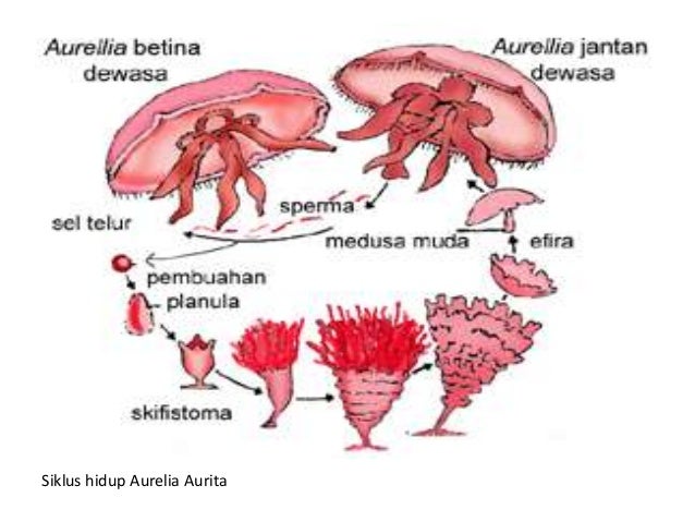 Filum Porifera Coelenterata Platyhelminthes