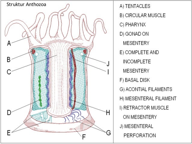 Anemon laut merupakan jenis hewan dari kelas