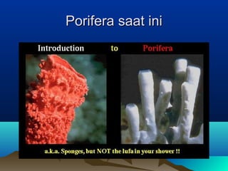 Porifera saat iniPorifera saat ini
 