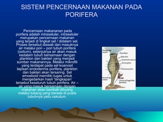 SISTEM PENCERNAAN MAKANAN PADA
PORIFERA
Pencernaan makananan pada
porifera adalah intraseluler, intraseluler
merupakan pencernaan makanan
yang terjadi di tingkat sel / didalam sel.
Proses tersebut diawali dari masuknya
air melalui pori – pori tubuh porifera
(ostium), selanjutnya air akan masuk
kedalam tubuh bersamaan dengan
plankton dan bakteri yang menjadi
sumber makanannya. Melalui mikrofili
yang terdapat pada sel koanosit
lapisan endodermis porifera, plankton
dan bakteri akan tersaring. Sel
amoeboid memiliki tugas untuk
mengedarkan hasil ‘tangkapan’
tersebut keseluruh tubuh porifera. Air –
air yang masuk bersamaan dengan
makanan akan kembali dibuang
melalui lubang yang berada di pusta
tubuhnya yaitu oskulum.
 
