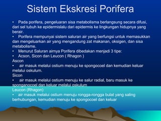 Sistem Ekskresi Porifera
• Pada porifera, pengeluaran sisa metabolisma berlangsung secara difusi,
dari sel tubuh ke epidermislalu dari epidermis ke lingkungan hidupnya yang
berair.
• Porifera mempunyai sistem saluran air yang berfungsi untuk memasukkan
dan mengeluarkan air yang mengandung zat makanan, oksigen, dan sisa
metabolisme.
• Menurut Saluran airnya Porifera dibedakan menjadi 3 tipe:
• Acson, Sicon dan Leucon ( Rhagon )
Ascon
• air masuk melalui ostium menuju ke spongocoel dan kemudian keluar
melalui oskulum.
Sicon
• air masuk melalui ostium menuju ke salur radial, baru masuk ke
sponganocoel dan keluar melalui oskulum
Leucon (Rhagon)
• air masuk melalui ostium menuju rongga-rongga bulat yang saling
berhubungan, kemudian menuju ke spongocoel dan keluar
 