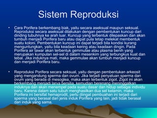 Sistem Reproduksi
• Cara Porifera berkembang biak, yaitu secara aseksual maupun seksual.
Reproduksi secara aseksual dilakukan dengan pembentukan kuncup dari
dinding tubuhnya ke arah luar. Kuncup yang terbentuk dilepaskan dan akan
tumbuh menjadi Porifera baru atau dapat pula tetap melekat membentuk
suatu koloni. Pembentukan kuncup ini dapat terjadi bila kondisi kurang
menguntungkan, yaitu bila keadaan kering atau keadaan dingin. Pada
Porifera air tawar akan terbentuk gemmulae atau plasma benih yang
merupakan kumpulan sel-sel di dalam mesenkim yang terbungkus kuat dan
tebal. Jika induknya mati, maka gemmulae akan tumbuh menjadi kuncup
dan menjadi Porifera baru.
• Reproduksi Porifera secara seksual, yaitu dengan pembentukan arkeosit
yang mengandung sperma dan ovum. Jika terjadi penyatuan sperma dan
ovum yang berada di mesoglea, maka akan terbentuk zigot. Zigot ini akan
berkembang menjadi larva bersilia, kemudian berenang meninggalkan
induknya dan akan menempel pada suatu dasar dan hidup sebagai individu
baru. Karena dalam satu tubuh menghasilkan dua sel kelamin, maka
Porifera ini bersifat hemaprodit, perlu diingat pembuahan ini terjadi dari
sperma yang berasal dari jenis induk Porifera yang lain, jadi tidak berasal
dari induk yang sama.
 