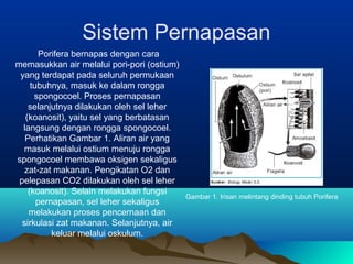 Sistem Pernapasan
Porifera bernapas dengan cara
memasukkan air melalui pori-pori (ostium)
yang terdapat pada seluruh permukaan
tubuhnya, masuk ke dalam rongga
spongocoel. Proses pernapasan
selanjutnya dilakukan oleh sel leher
(koanosit), yaitu sel yang berbatasan
langsung dengan rongga spongocoel.
Perhatikan Gambar 1. Aliran air yang
masuk melalui ostium menuju rongga
spongocoel membawa oksigen sekaligus
zat-zat makanan. Pengikatan O2 dan
pelepasan CO2 dilakukan oleh sel leher
(koanosit). Selain melakukan fungsi
pernapasan, sel leher sekaligus
melakukan proses pencernaan dan
sirkulasi zat makanan. Selanjutnya, air
keluar melalui oskulum.
Gambar 1. Irisan melintang dinding tubuh Porifera
 