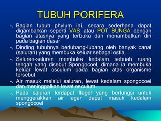 TUBUH PORIFERATUBUH PORIFERA
-. Bagian tubuh phylum ini, secara sederhana dapat
digambarkan seperti VAS atau POT BUNGA dengan
bagian atasnya yang terbuka dan menambatkan diri
pada bagian dasar
-. Dinding tubuhnya berlubang-lubang oleh banyak canal
(saluran) yang membuka keluar sebagai ostia.
-. Saluran-saluran membuka kedalam sebuah ruang
tengah yang disebut Spongocoel, dimana ia membuka
keluar lewat osculum pada bagian atas organisme
tersebut
-. Air masuk melalui saluran, lewat kedalam spongocoel
dan meninggalkan lewat osculum.
-. Pada saluran terdapat flagel yang berfungsi untuk
menggerakkan air agar dapat masuk kedalam
spongocoel
 