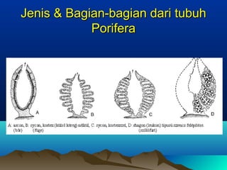 Jenis & Bagian-bagian dari tubuhJenis & Bagian-bagian dari tubuh
PoriferaPorifera
 